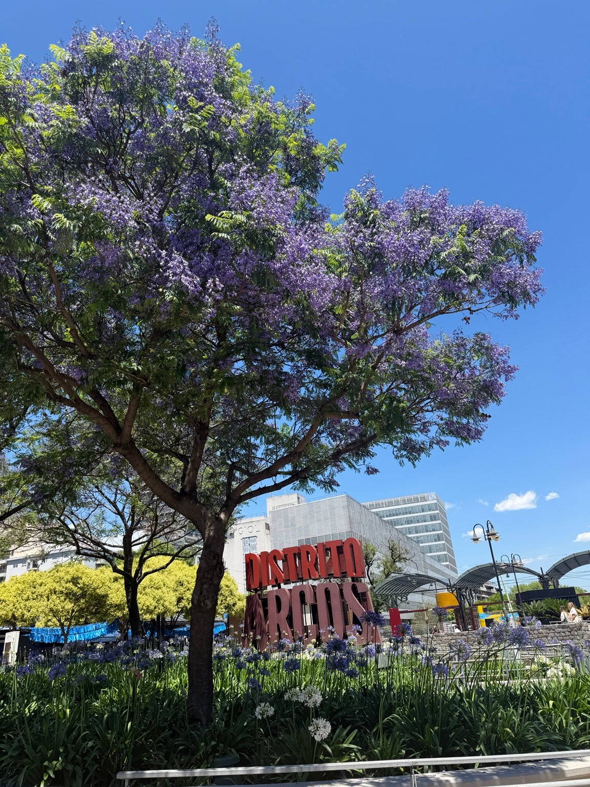 Jacaranda tree in bloom during spring in Buenos Aires, Argentina